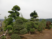 五葉松・ツゲ・マキなどの庭園を彩る庭木の写真