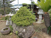 秩父銘石と五葉松の付け石の写真