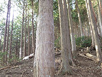 森林整備業務の写真その９
